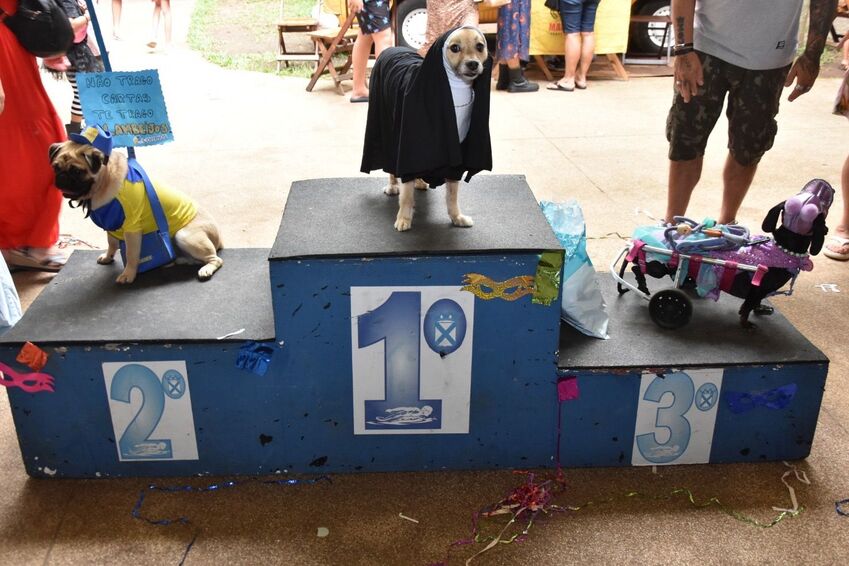 Concurso de Fantasia de Pets