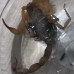 Escorpião