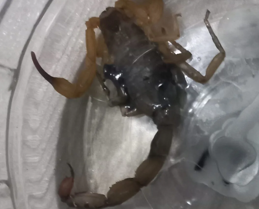 Escorpião