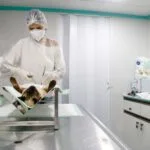 Veterinária