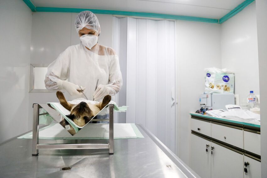 Veterinária