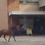 cavalo na Volks