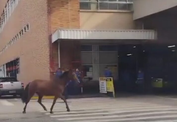 cavalo na Volks