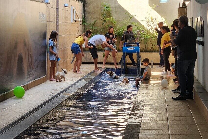 Cachorros nadando