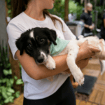 Cachorro para adoção em colo de mulher