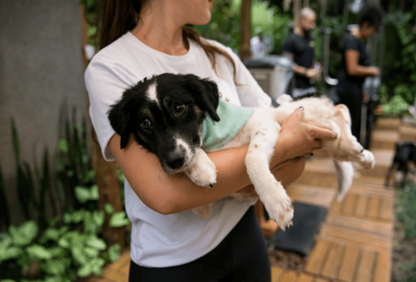 Cachorro para adoção em colo de mulher