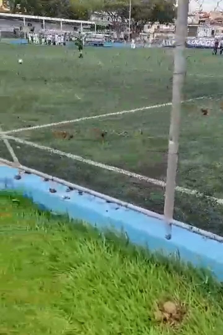 fezes no campo