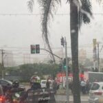 atropelamento