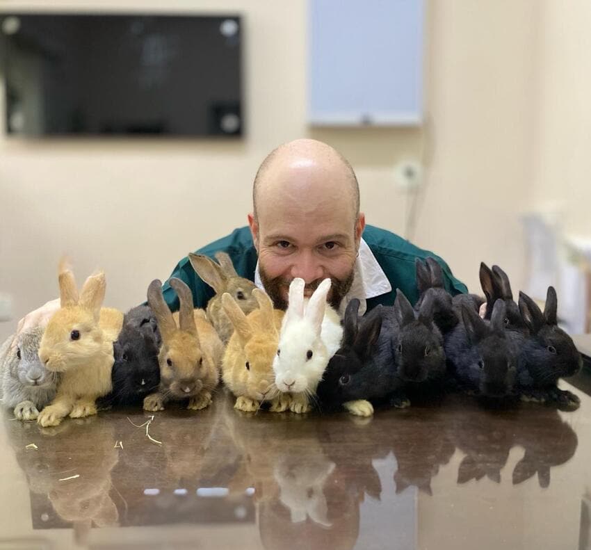 Coelhos