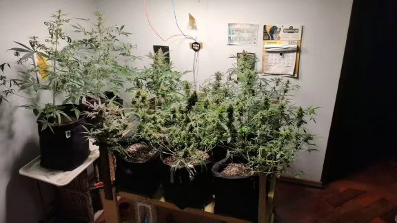 estufa de maconha