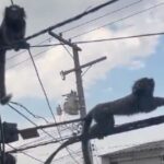 saguis na cidade