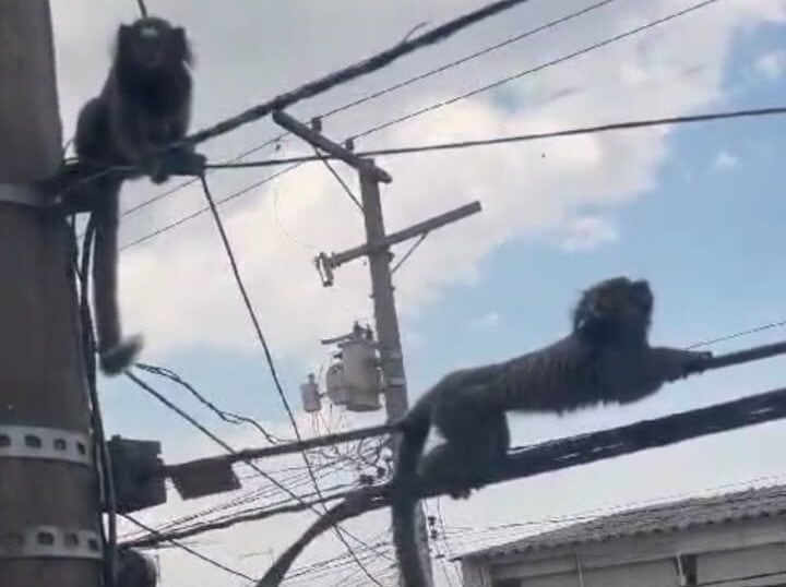 saguis na cidade