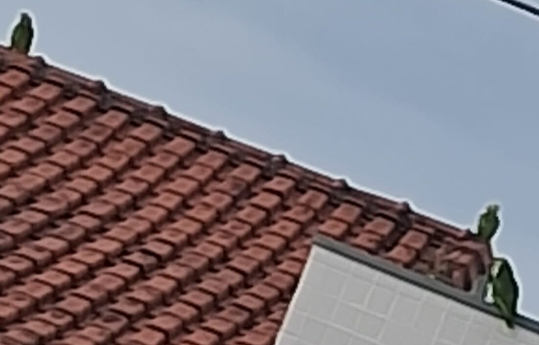 papagaios nos telhados