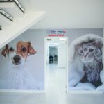 escola de bem-estar animal