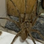 Aranha armadeira