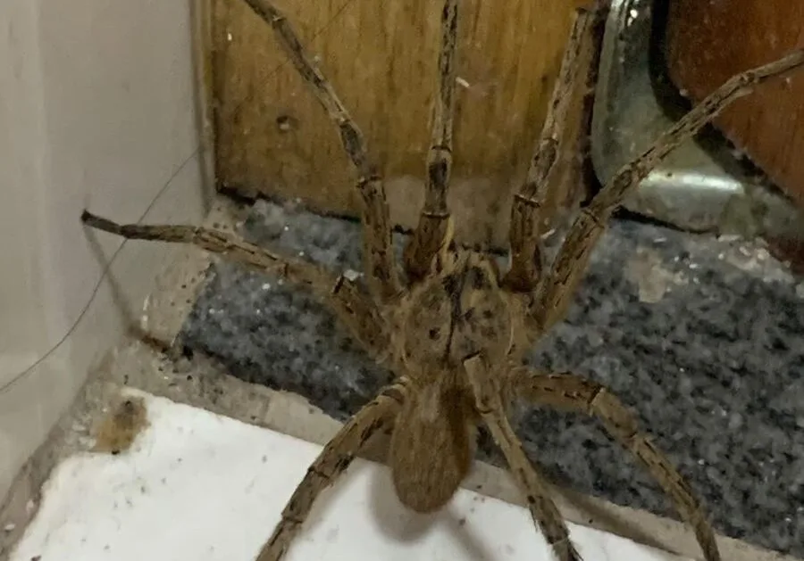 Aranha armadeira