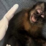 veterinária e macaco