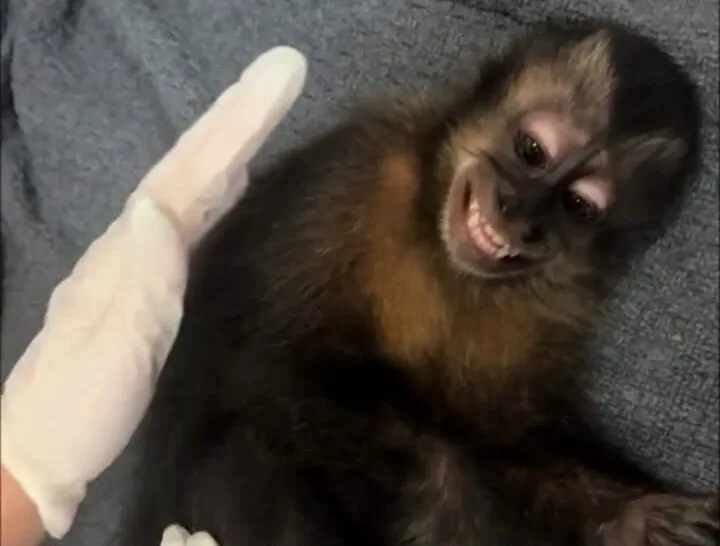 veterinária e macaco