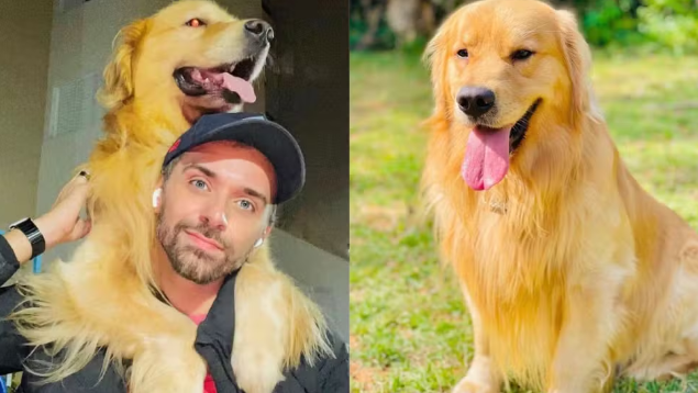 Tutor João Fantazzini com Joca, Golden Retrieve