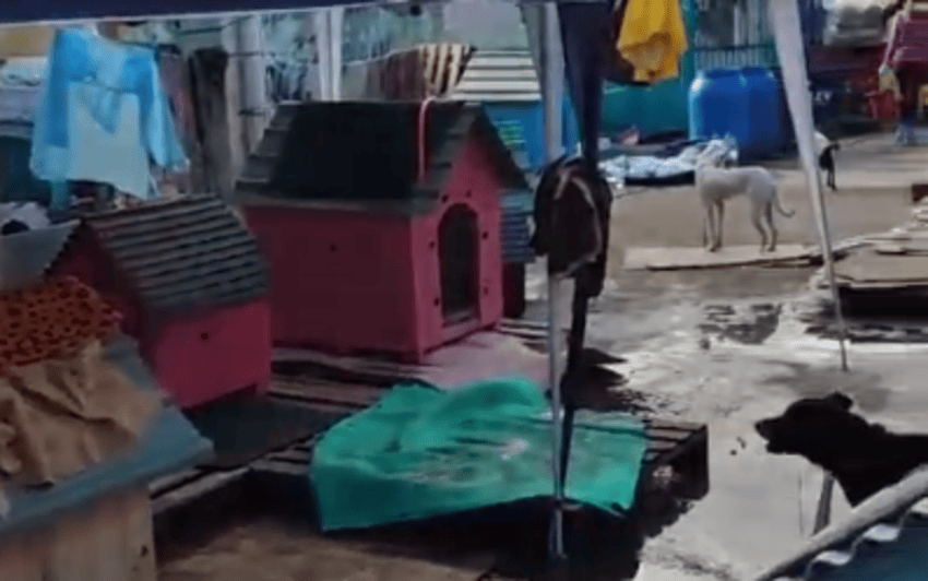 Equipe da Prefeitura de Ribeirão Pires presta suporte a animais em Novo Hamburgo (RS)