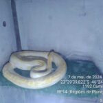 Pythons