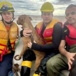 resgate de animais no Rio Grande do Sul