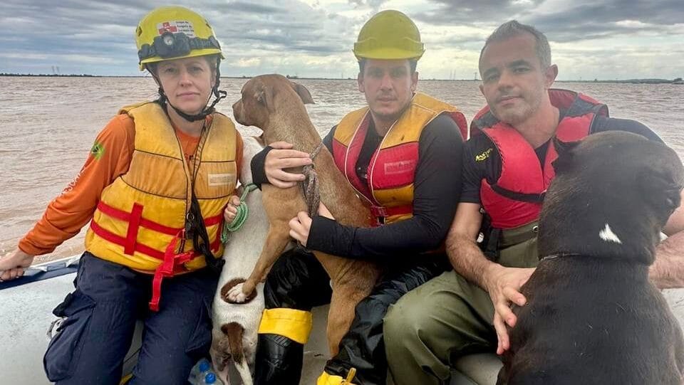 resgate de animais no Rio Grande do Sul