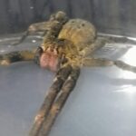 aranha armadeira