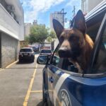 cachorro em viatura