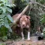 cão Pitbull