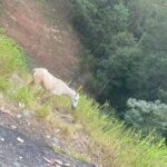 cavalo abandonado no Areião