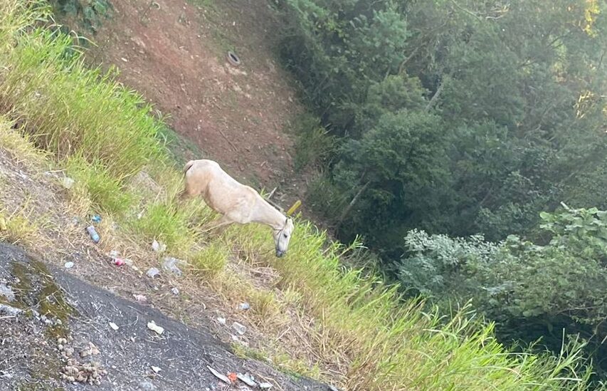 cavalo abandonado no Areião