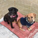 Feira disponibiliza 183 animais para adoção no Parque Central