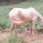 resgate cavalo