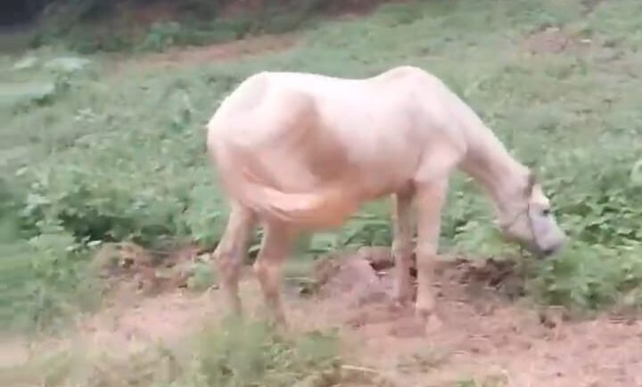 resgate cavalo