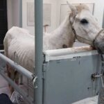 cavalo resgatado no Areião