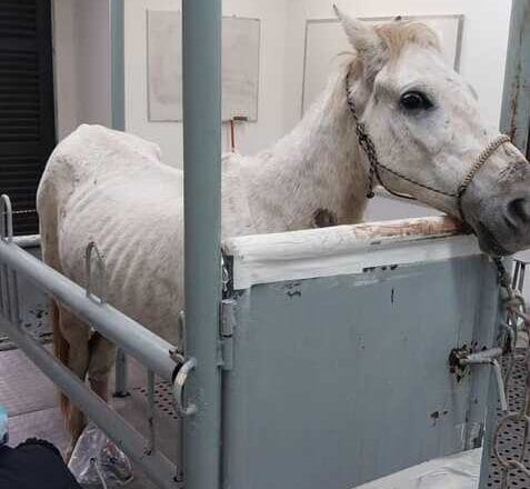 cavalo resgatado no Areião