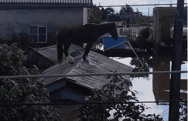 égua caramelo resgatada