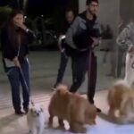 pets no velório de Nahim