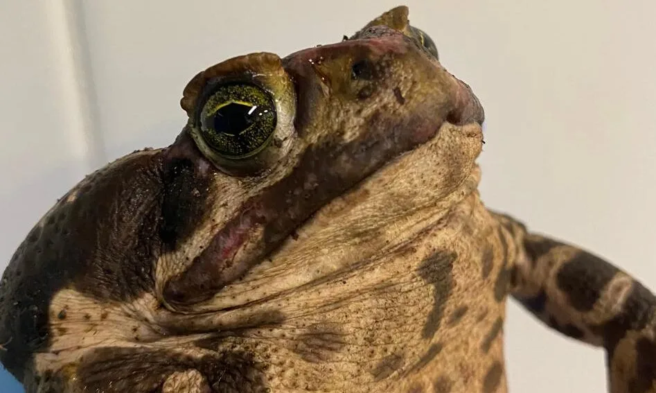 sapo