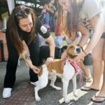 Centro de Controle de Zoonoses de Ribeirão Pires disponibiliza vacinação antirrábica para cães e gatos