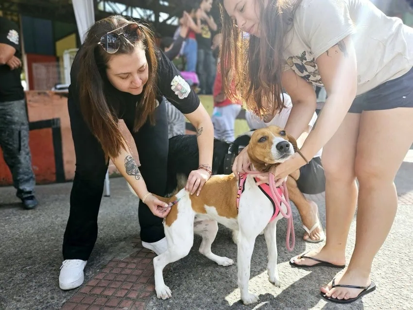 Centro de Controle de Zoonoses de Ribeirão Pires disponibiliza vacinação antirrábica para cães e gatos