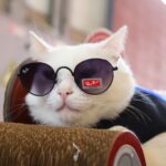 Pet Day Solidário na Cervejaria Madalena terá presença do Mickey neste domingo