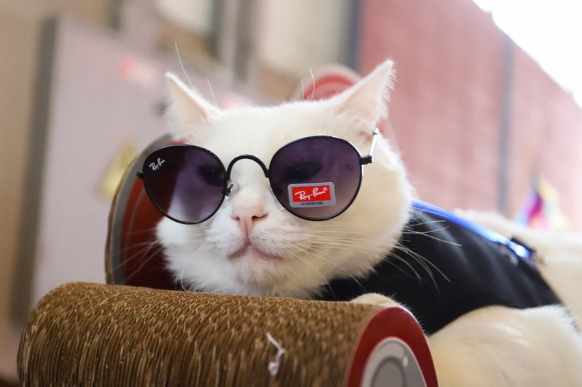 Pet Day Solidário na Cervejaria Madalena terá presença do Mickey neste domingo