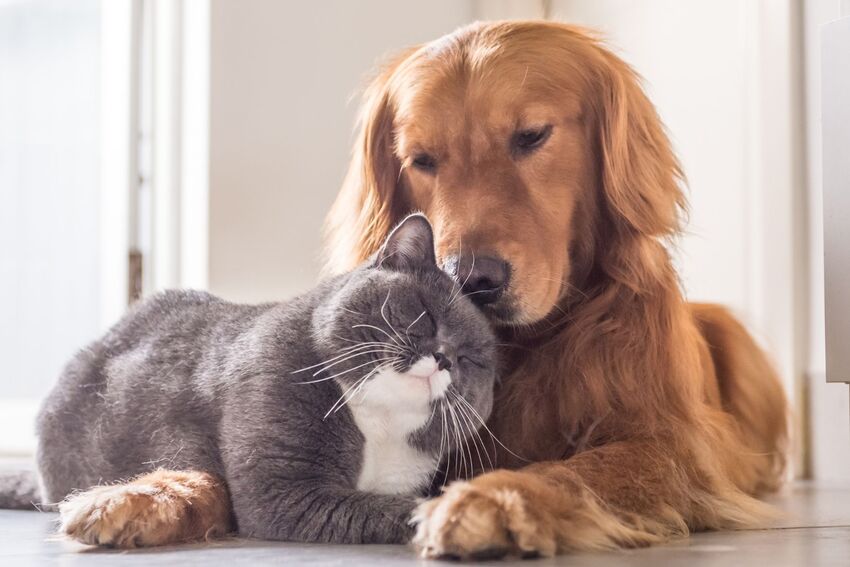 cão e gato