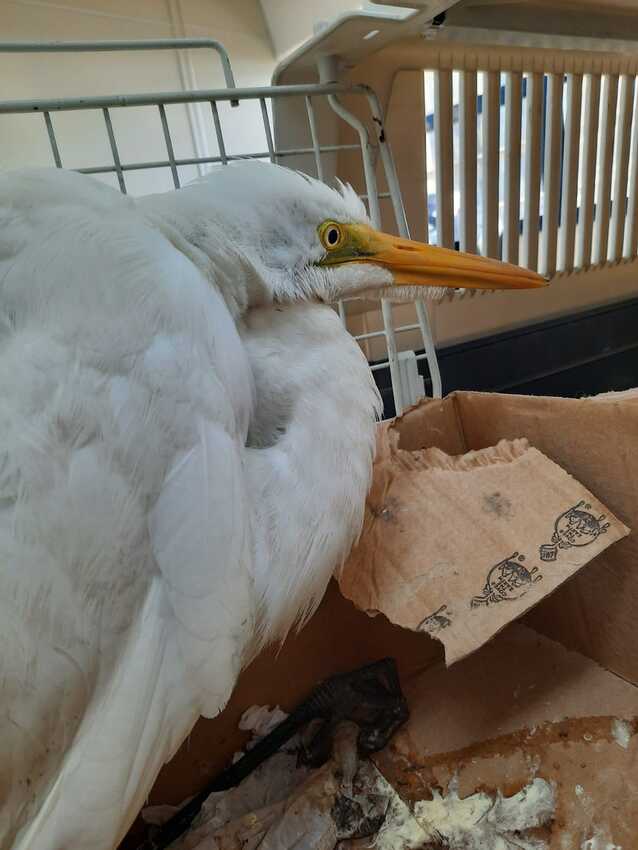 Garça-branca-grande (Ardea Alba)
