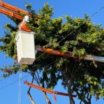 Enel São Paulo intensifica mutirões de podas para reduzirem impacto no fornecimento de energia