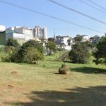 Parque Central terá área de lazer para pets