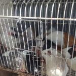 animais em pet shop