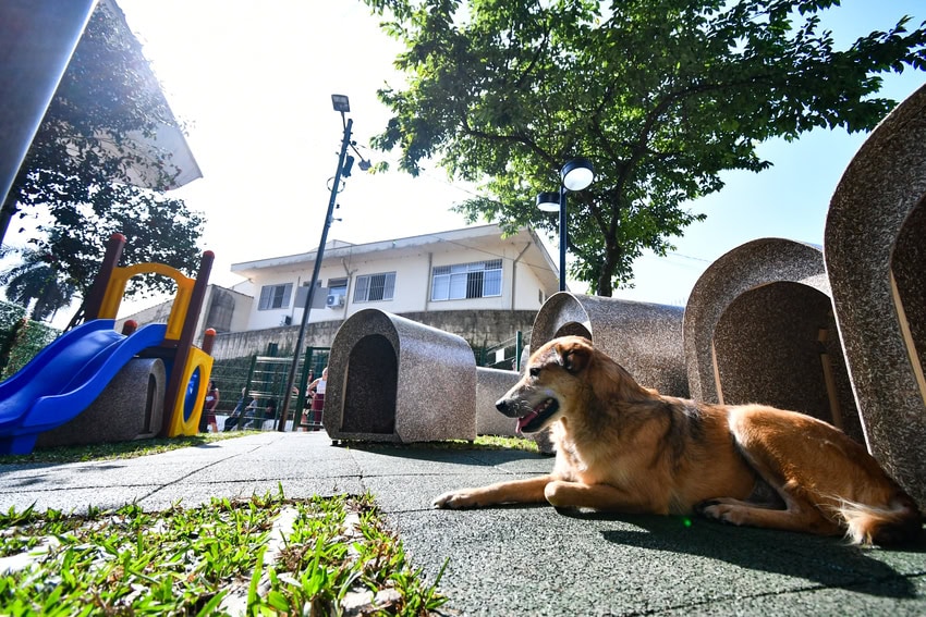 espaço pet em são bernardo